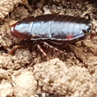 Platyzosteria similis at Molonglo Valley, ACT - 27 Apr 2021 by trevorpreston