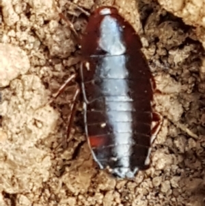 Blattidae sp. (family) at Molonglo Valley, ACT - 27 Apr 2021 10:39 AM