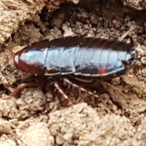 Blattidae sp. (family) at Molonglo Valley, ACT - 27 Apr 2021 10:39 AM