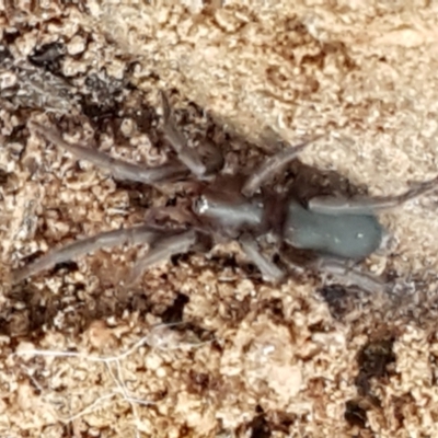 Gnaphosidae (family) (Ground spider) at Downer, ACT - 27 Apr 2021 by trevorpreston