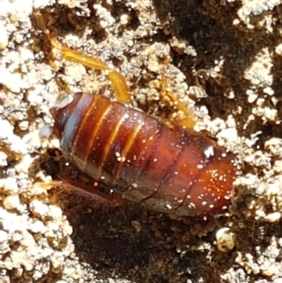 Unidentified Cockroach (Blattodea, several families) at Downer, ACT - 27 Apr 2021 by tpreston