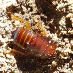 Blattidae sp. (family) at Downer, ACT - 27 Apr 2021 10:55 AM