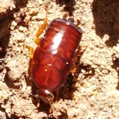 Blattidae sp. (family) at Downer, ACT - 27 Apr 2021 10:55 AM