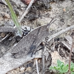 Goniaea sp. (genus) at Downer, ACT - 27 Apr 2021 11:01 AM