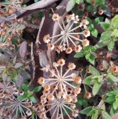 Pomax umbellata (A Pomax) at Downer, ACT - 27 Apr 2021 by trevorpreston