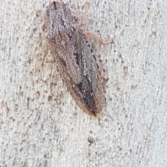 Stenocotis sp. (genus) (A Leafhopper) at Downer, ACT - 27 Apr 2021 by tpreston