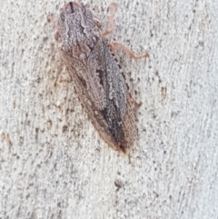 Stenocotis sp. (genus) (A Leafhopper) at Downer, ACT - 27 Apr 2021 by trevorpreston