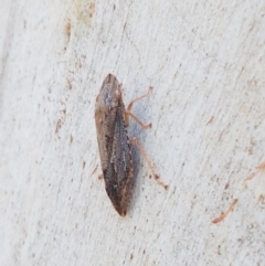 Stenocotis sp. (genus) at Downer, ACT - 27 Apr 2021