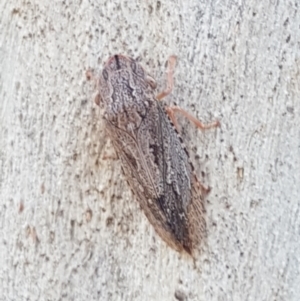 Stenocotis sp. (genus) at Downer, ACT - 27 Apr 2021