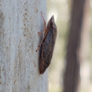 Stenocotis sp. (genus) at Downer, ACT - 27 Apr 2021 11:06 AM