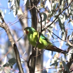 Lathamus discolor (Swift Parrot) at Symonston, ACT - 26 Apr 2021 by davidcunninghamwildlife