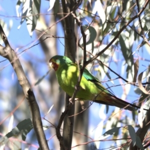 Lathamus discolor at Symonston, ACT - 27 Apr 2021