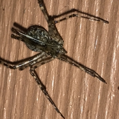 Cryptachaea gigantipes (White porch spider) at Greenleigh, NSW - 25 Apr 2021 by LyndalT