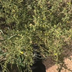 Dittrichia graveolens at Campbell, ACT - 7 Apr 2021