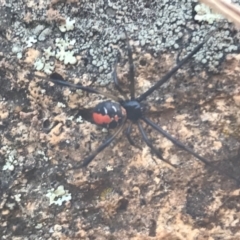 Latrodectus hasselti (Redback Spider) at Campbell, ACT - 7 Apr 2021 by Tapirlord