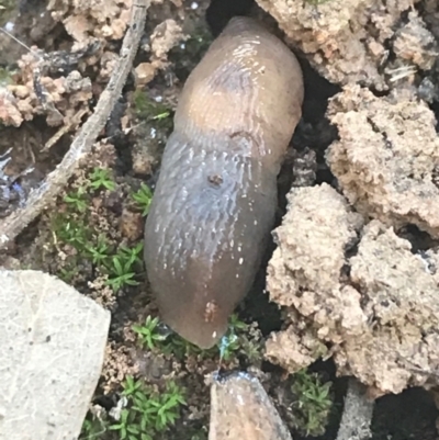 Deroceras laeve (Marsh Slug) at Mount Ainslie - 7 Apr 2021 by Tapirlord