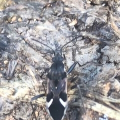 Dieuches maculicollis (Black-and-white seed bug) at Campbell, ACT - 7 Apr 2021 by Tapirlord