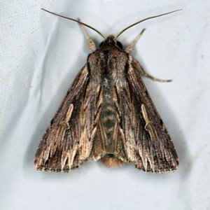 Persectania ewingii at Wyanbene, NSW - 16 Apr 2021