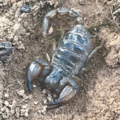 Urodacus manicatus (Black Rock Scorpion) at Mount Ainslie - 7 Apr 2021 by Tapirlord