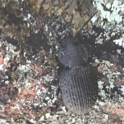 Adelium porcatum (Darkling Beetle) at Mount Ainslie - 7 Apr 2021 by Tapirlord