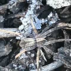 Argoctenus sp. (genus) (Wandering ghost spider) at Campbell, ACT - 7 Apr 2021 by Tapirlord