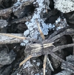 Argoctenus sp. (genus) at Campbell, ACT - 7 Apr 2021 03:47 PM