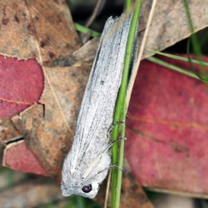 Capusa senilis at Wyanbene, NSW - 16 Apr 2021