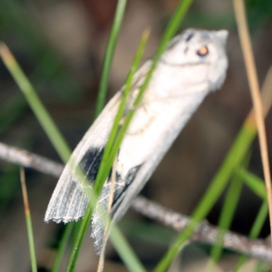 Capusa senilis at Wyanbene, NSW - 16 Apr 2021