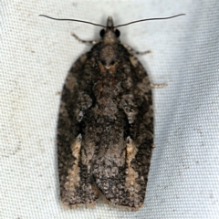 Acropolitis excelsa (A Tortricid moth) at Deua National Park (CNM area) - 16 Apr 2021 by ibaird