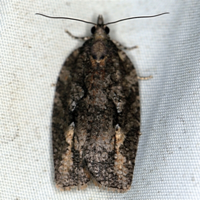 Acropolitis excelsa (A Tortricid moth) at Deua National Park (CNM area) - 16 Apr 2021 by ibaird