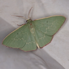 Prasinocyma undescribed species MoV1 (An Emerald moth) at Wyanbene, NSW - 16 Apr 2021 by ibaird