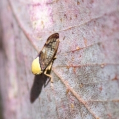 Brunotartessus fulvus (Yellow-headed Leafhopper) at Holt, ACT - 30 Mar 2021 by AlisonMilton