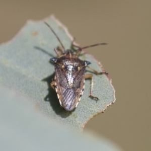 Oechalia schellenbergii at Holt, ACT - 30 Mar 2021