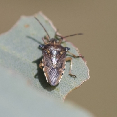 Oechalia schellenbergii (Spined Predatory Shield Bug) at Holt, ACT - 30 Mar 2021 by AlisonMilton