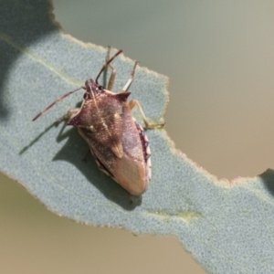 Oechalia schellenbergii at Holt, ACT - 30 Mar 2021 12:08 PM