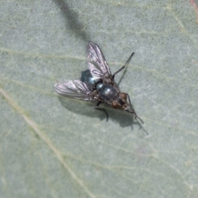 Chlorotachina sp. (genus) (A bristle fly) at Holt, ACT - 30 Mar 2021 by AlisonMilton