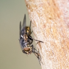 Muscidae sp. (family) at Holt, ACT - 30 Mar 2021 by AlisonMilton