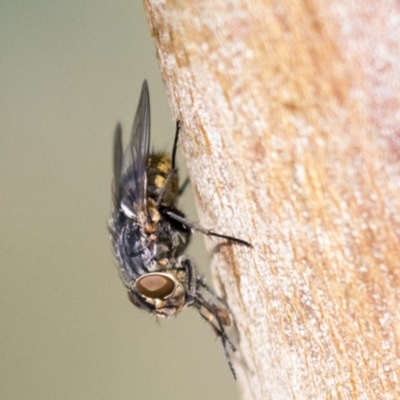 Muscidae sp. (family) at Holt, ACT - 30 Mar 2021 by AlisonMilton