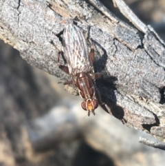 Lauxaniidae (family) (Unidentified lauxaniid fly) at Downer, ACT - 27 Apr 2021 by Ned_Johnston