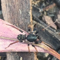 Zodariidae (family) (Unidentified Ant spider or Spotted ground spider) at Downer, ACT - 27 Apr 2021 by Ned_Johnston