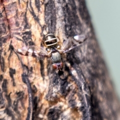 Platystomatidae (family) (Unidentified signal fly) at Holt, ACT - 30 Mar 2021 by AlisonMilton