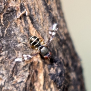 Platystomatidae (family) at Holt, ACT - 30 Mar 2021