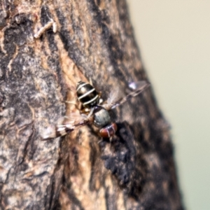 Platystomatidae (family) at Holt, ACT - 30 Mar 2021