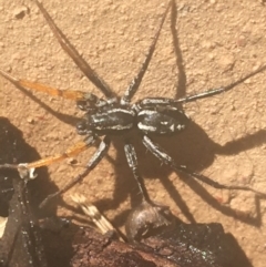 Nyssus coloripes (Spotted Ground Swift Spider) at O'Connor, ACT - 26 Apr 2021 by Ned_Johnston