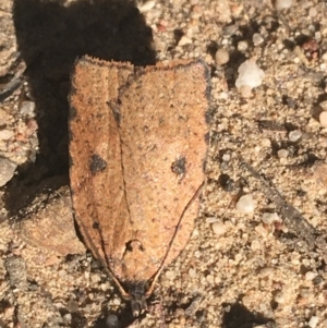 Meritastis polygraphana at Downer, ACT - 27 Apr 2021