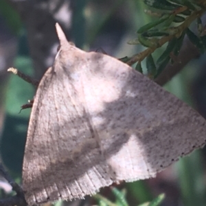 Epidesmia chilonaria at Downer, ACT - 27 Apr 2021