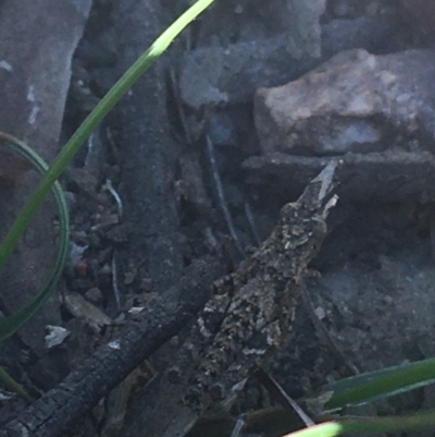 Coryphistes ruricola (Bark-mimicking Grasshopper) at Downer, ACT - 26 Apr 2021 by NedJohnston