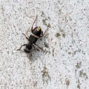 Lemidia accincta at Holt, ACT - 30 Mar 2021