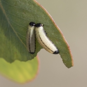 Paropsisterna cloelia at Holt, ACT - 30 Mar 2021