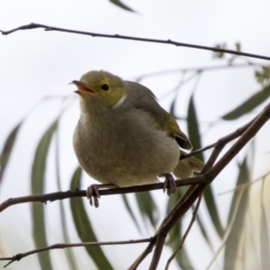 Ptilotula penicillata at Holt, ACT - 30 Mar 2021